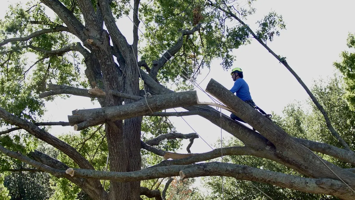 Professional Crown Thinning performed by certified arborists in Raymond